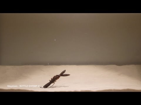 Megabass Bottle Shrimp 3inch