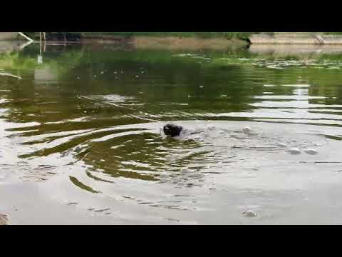 Studio Composite Rat Man