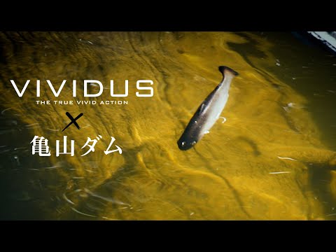 Jackall Vividus