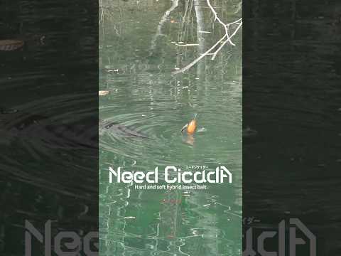 Jackall Need Cicada