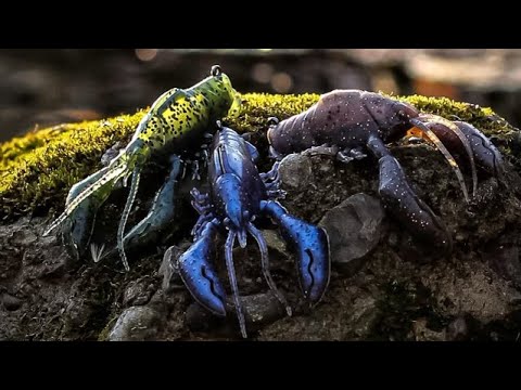 Megabass Sleeper Craw